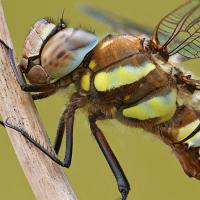 Migrant Hawker 8 